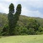 Otford Farm - The Pines Paddock with Jungle Gully