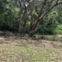Otford Farm - The Pines Paddock with Jungle Gully