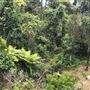 Otford Farm - The Pines Paddock with Jungle Gully
