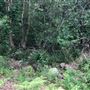 Otford Farm - The Pines Paddock with Jungle Gully