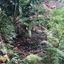 Otford Farm - The Pines Paddock with Jungle Gully