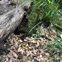 Otford Farm - The Pines Paddock with Jungle Gully