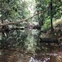 Otford Farm - The Pines Paddock with Jungle Gully