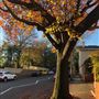 Jersey Road - Woollahra