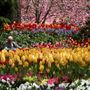 Bowral - Rotunda in Corbett Gardens