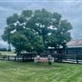 Tobruk Sheep Station - Shearing Shed & Event Venue