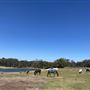 Darkes Forest Ranch