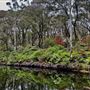 Campbell Rhododendron Gardens