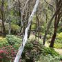 Campbell Rhododendron Gardens