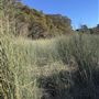 Glenbrook Lagoon