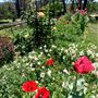 Hartvale Gardens and Cottage