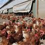 Tocal Farm