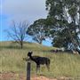 Sugarloaf Farm at Pheasants Nest