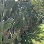 Vaucluse House