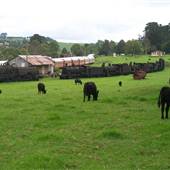 Dorrigo Steam Railway & Museum (Non-Profit Collection)