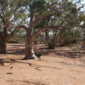 Broken Hill Surrounds