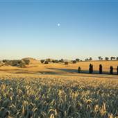 Crops/Farms - Central West