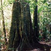Tallowwood Forest Park - Myall River State Forest