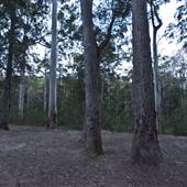 Murphy's Glen campground - Blue Mountains National Park