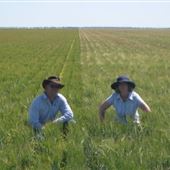 Tulloona barley crop, north of Moree