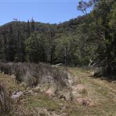 Bushland Creek