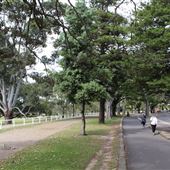 Centennial Park - Paperbark Grove