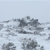 Snowy Mountains - Semi-Dry Steppes