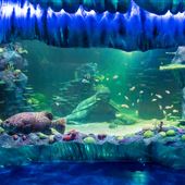SEA LIFE Sydney Aquarium