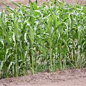 Greater Sydney Local Land Services Demonstration Farm