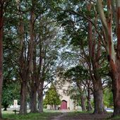 Avenue of Trees