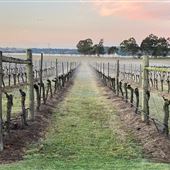 Tranquil Vale Boutique Vineyard