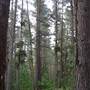 Armidale Pine Forest