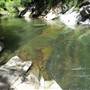 Barrington Tops area