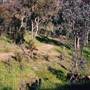 Albury