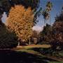 Albury
