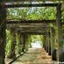 Japanese Garden - Auburn Botanic Gardens