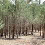 Back Yamma State Forest