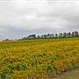 Bathurst Vineyards