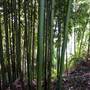 Bellinger Valley