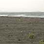 Black Sand Beach, Bass Point Reserve & Shell Cove