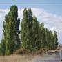 Blayney Area