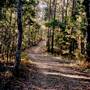 Bluebell Wood - Tilba Tilba