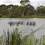 Cecil Hoskins Nature Reserve Moss Vale