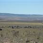 Dalgety/Cooma