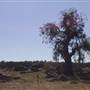 Dalgety/Cooma