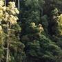 Dangar Falls and Cascades near Dorrigo