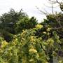 Chinese Garden of Friendship - Darling Harbour
