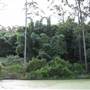 Bamboo Wholesale