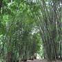 Bamboo Wholesale