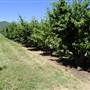 Daydawn Orchard